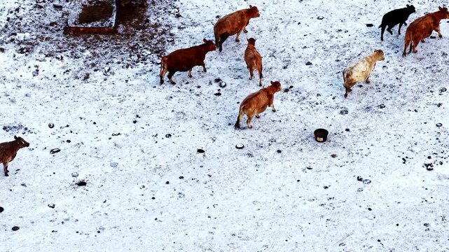 Livestock in winter conditions, cattle enduring cold on snowy ground