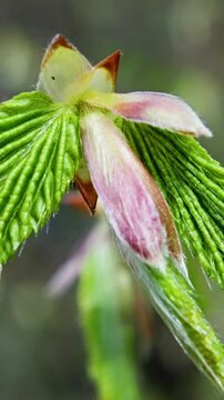 New Spring Growth. Closeup Of Budding Leaves. Examination Of Young Green Buds And Fuzzy Scales Close Up. Highresolution Image Showing Tender Green Foliage Emerging During Spring Renewal