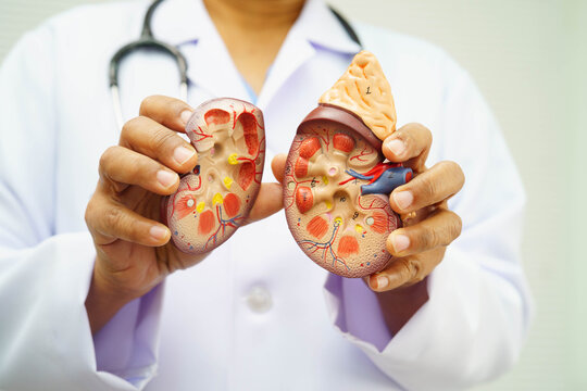 Chronic kidney disease, doctor with model for treatment urinary system, urology, Estimated glomerular filtration rate eGFR.