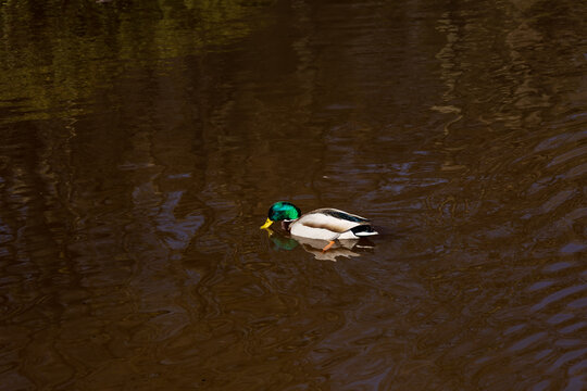 Duck Swimming and Foraging with Beak in Lake Water