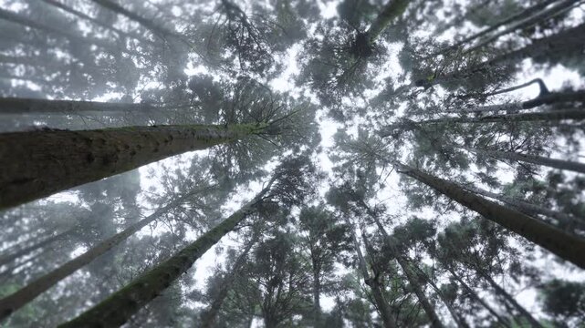 Looking up among tall, vibrant pine trees in a peaceful forest