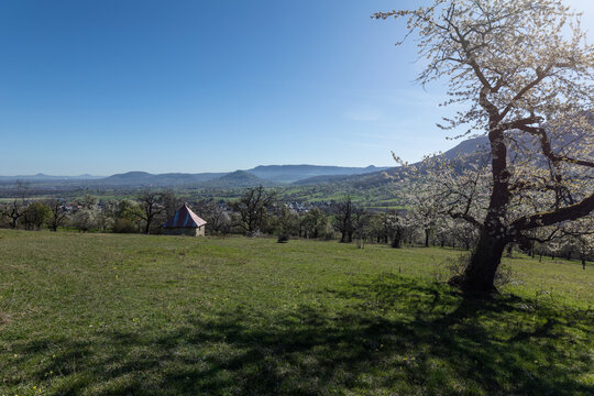 Spring landscape at Albtrauf with blooming cherry trees (Prunus avium) and a small hut overlooking the valley. Bissingen an der Teck, Germany.