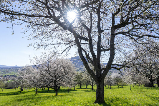 Sun shining through the white blossoms of a pear tree (Pyrus communis) in a green spring orchard. Bissingen an der Teck, Germany.
