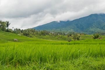 Fototapeta premium Vast Emerald Rice Terraces Beneath a High Mountain Peak