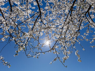 Gałęzie drzew pełne białych kwiatów na tle niebieskiego nieba z promieniami słońca © kubikactive