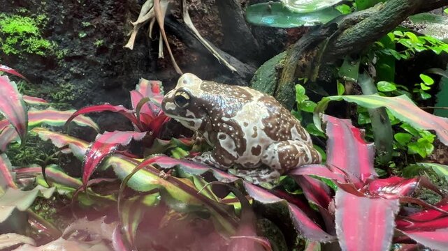 Amazon milk frog sitting on vivid red and green bromeliad leaves inside a humid tropical terrarium.