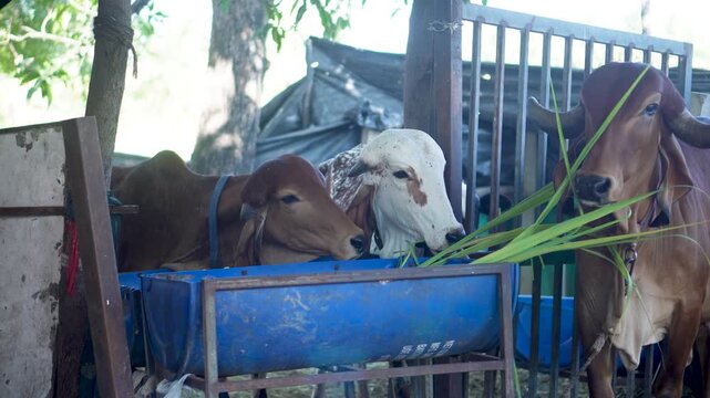 Gir cows feed on fresh green fodder in a farm shed. This scene reflects traditional Indian dairy farming, sustainable practices, and the importance of indigenous cattle breeds.