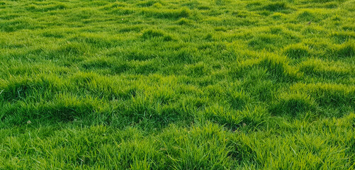 Lush green grass field texture background with fresh meadow lawn surface for nature environment and outdoor landscaping architectural design © agrus_aiart