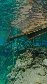 Vertical footage, shoal of Indo-Pacific Sergeant, Abudefduf vaigiensis is hiding under the steps of the gangway of an old dilapidated pier that sits atop a reef crest, Camera moves downwards