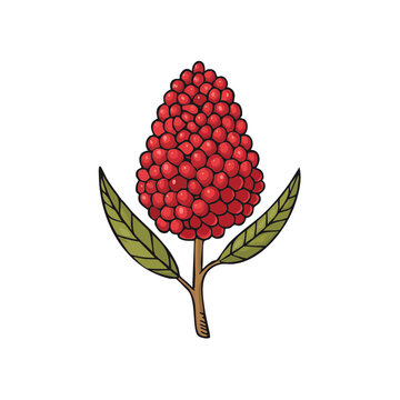 Illustration of a bright red sumac cluster with green leaves on a white background
