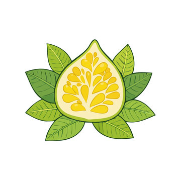 Half of a yellow fig fruit sliced open surrounded by green leaves illustration