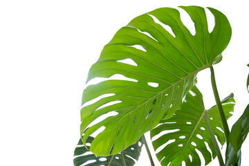 Monstera leaves leaves with Isolate  Leaves on transparent background PNG file. Monstera deliciosa leaf isolated on transparent background, a tropical plant foliage © sarayut_sy