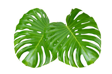 Monstera leaves leaves with Isolate  Leaves on transparent background PNG file. Monstera deliciosa leaf isolated on transparent background, a tropical plant foliage © sarayut_sy