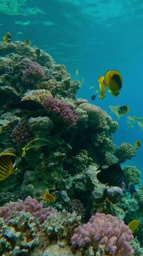 Vertical footage, Many different colorful tropical fish swim on the outer reef on blue water background. Marine life on fore reef, slow motion 