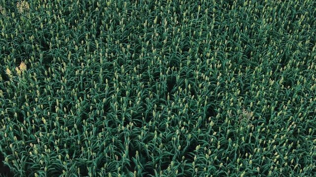 Aerial video footage of a lush green forest with dense foliage and vibrant plant life.