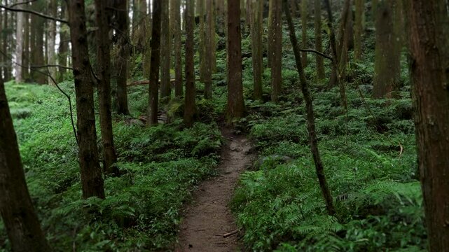 Walking forest trail in Alishan Mountain, Taiwan.