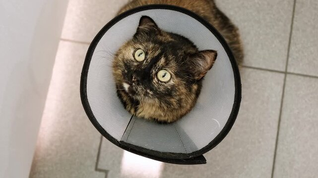 Domestic cat wearing Elizabethan collar on neck looking at camera after injury, surgery, sterilization, or castration. Pet treatment. Protective veterinary plastic cone. Stray animals. Health care.