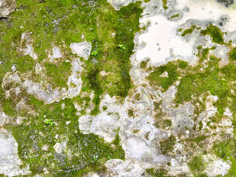 Close up of green moss grown on concrete cement screed with weathered stone texture. Green moss nature photography.