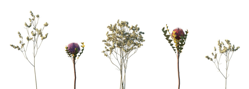 Set of Myosotis sylvatica and Banksia integrifolia dried flowers isolated png on a transparent background perfectly cutout high resolution