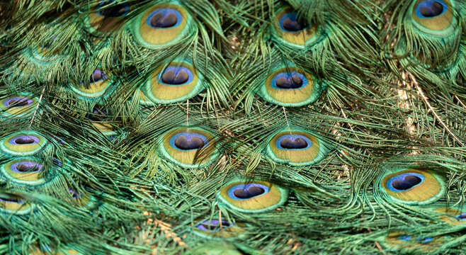 Peacock feather pattern, bright green - blue bird tail texture