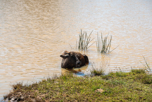 The water buffalo (Bubalus bubalis), also called domestic water buffalo