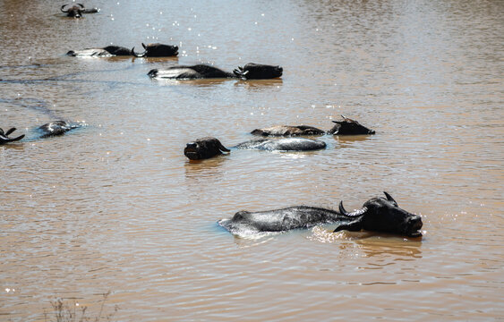 The water buffalo (Bubalus bubalis), also called domestic water buffalo