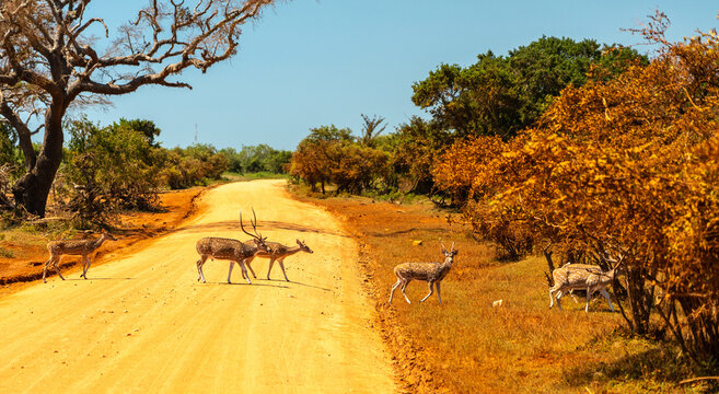 The chital (Axis axis), also called spotted deer and axis deer