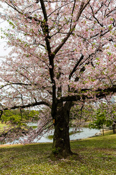 Scenic view of a blooming cherry tree by a tranquil pond in springtime