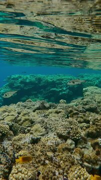 Vertical footage, pair of White-spotted puffer fish swim over flat-top on shallow inner coral reef below the water surface approaching the edge of the reef in the evening light