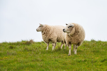 Fototapeta premium Flock of sheep on a pasture, livestock animal farm, stockbreeding, faming and agriculture in the Netherlands, sheeps on spring meadow 
