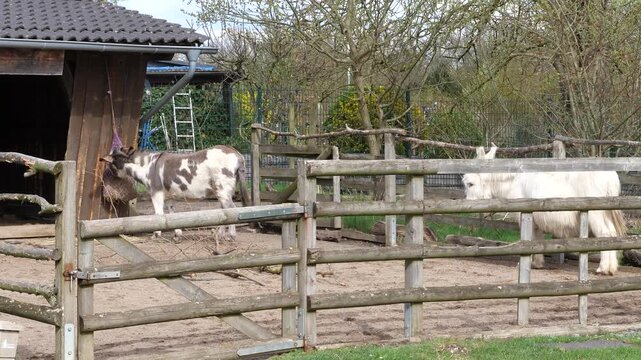 Two domestic donkeys are seen in a rustic wooden enclosure
on a farm. A spotted grey and white donkey eats hay from a
hanging feeder near a wooden shelter, while a solid white
donkey stands calmly 