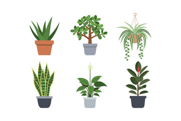 Fototapeta premium Assorted Potted Houseplants Collection