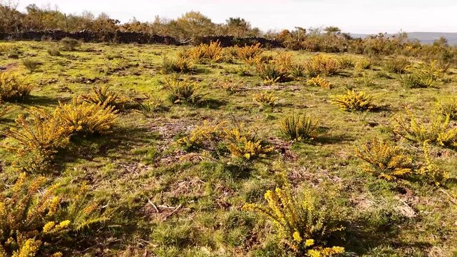 Yellow gorse bushes blooming in a green mountain meadow