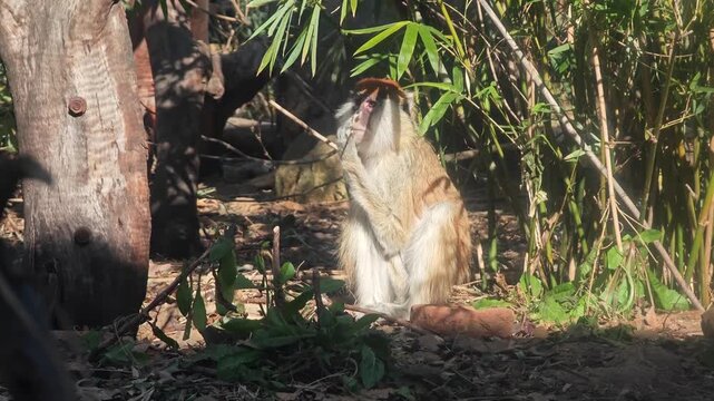 a Common patas monkey sitting on the ground eating in sunny day