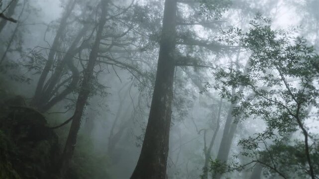Walking forest trail in Alishan Mountain, Taiwan.