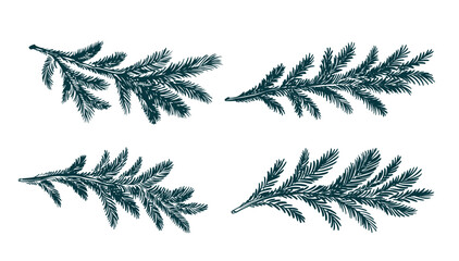 Fir branch set blue on a white background hand drawn © Olesya