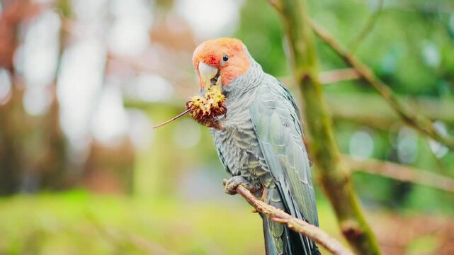 Parrot featuring a colorful and intelligent bird known for its bright feathers, curved beak, and ability to mimic sounds and human speech. parrot, parrot bird, colorful parrot, tropical bird, exotic b