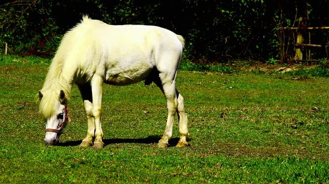 White horse in grass field featuring a beautiful white horse standing or grazing peacefully in a lush green meadow