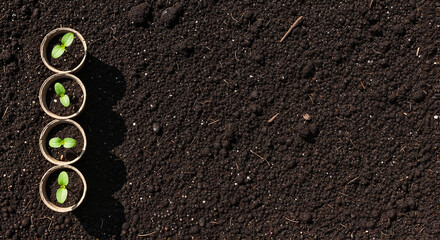 Small green seedlings growing in biodegradable pots on dark soil 