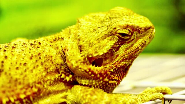 Bearded dragon type of big lizard featuring a distinctive reptile known for its spiky beard, triangular head, and calm temperament. Often found in desert environments or kept as an exotic pet,