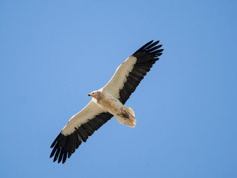 Alimoche com&uacute;n (Neophron percnopterus) o guirre volando en cielo azul despejado, vista inferior de ave rapaz blanca con puntas de alas negras en libertad.
