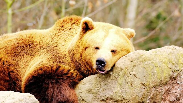 Adorable animal animal documentary bear featuring a charming bear captured in its natural habitat displaying playful movement, curiosity, and natural behavior. 
