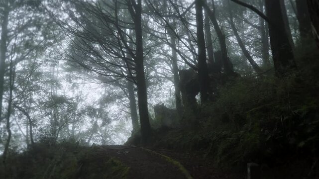 Walking forest trail in Alishan Mountain, Taiwan.