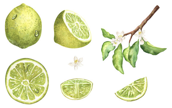 Watercolor lime citrus set: whole fruit, half, slice, wedge, branch, leaves, white blossom. Isolated hand-painted illustration with water drops. For packaging, label, menu, cocktail, juice branding