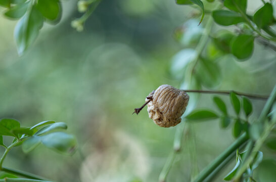 Ooth&egrave;que de mante religieuse