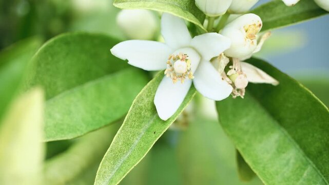Orange blossom white flowers buds green leaves macro closeup fragrant citrus spring mediterranean spain
