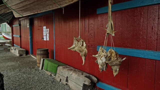 Dried fish hanging outside red wooden building in Lofoten, Norway. Traditional stockfish production and Norwegian fishing heritage.