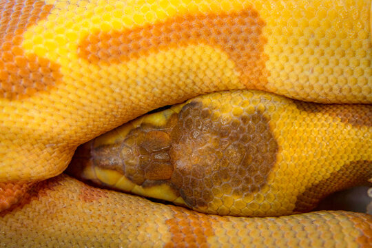 Ball Python Python regius head and body macro photography of exotic orange snake with detailed scales reptile wildlife biology and pet husbandry concept