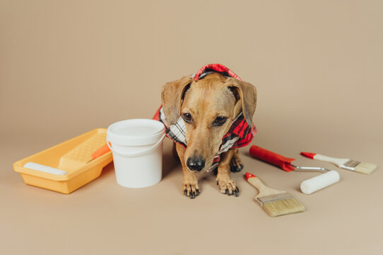Dachshund in plaid shirt facing camera with painting tools, concept interior decor and diy dog helper