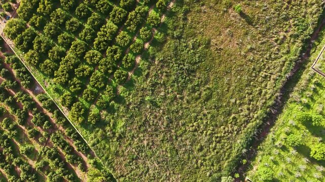 Aerial shot captures a landscape with regular rows of trees on one side and a patch of grassy land on the other. The scene shows a mix of cultivated and wild land in bright daylight.